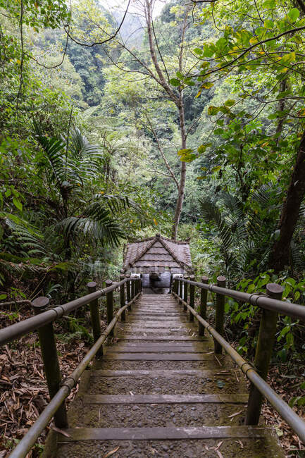 De cima vista panorâmica de escadas de madeira estreitas na encosta da colina em florestas verdejantes na Indonésia — Fotografia de Stock