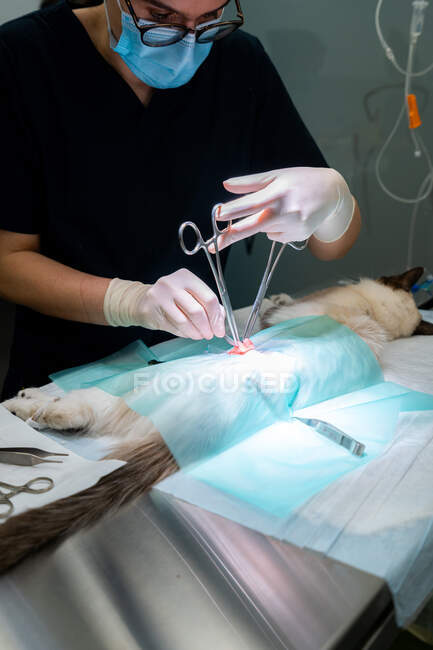 Cropped unrecognizable female vet in mask and eyeglasses using medical scissors while operating feline patient on table in hospital — Stock Photo