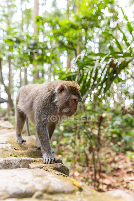 Macaco engraçado bonito na selva tropical ensolarada na Indonésia — Fotografia de Stock