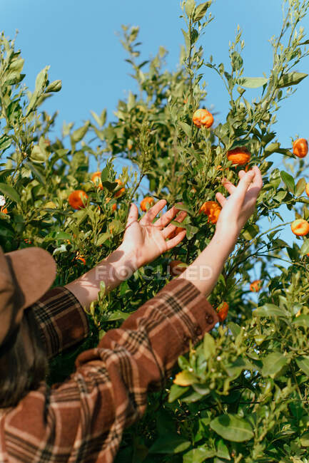 Side view of crop anonymous female harvester touching fresh mandarins growing on green tree in sunlight - foto de stock