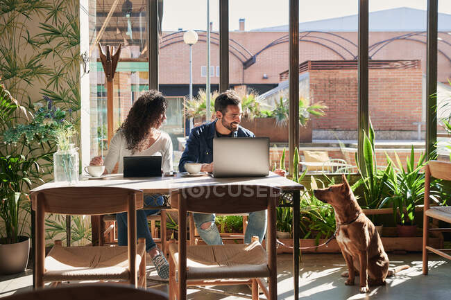 Cheerful ethnic distance workers interacting at table with netbook and tablet against purebred dog in restaurant — Stock Photo