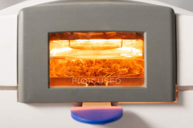 Brotes de marihuana secos en dispositivo de medición de humedad con lámpara de calentamiento durante el análisis en laboratorio - foto de stock