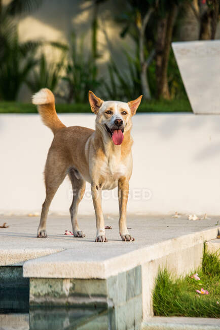Очаровательная игривая собака Кэролина с высунутым языком стоит на границе в тропическом парке в солнечный день — стоковое фото