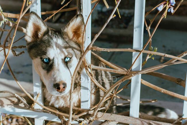 Adorable purebred dog with blue eyes and fluffy fur looking away between fence on sunny day — Foto stock