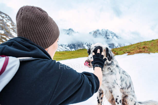 Back view of female traveler in warm hat and hoodie stroking cute English Setter while travelling across Picos de Europa in Spain — Stock Photo