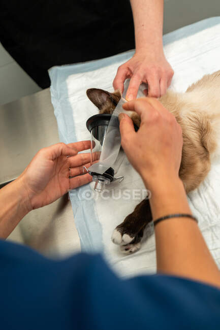 From above of crop unrecognizable vet with colleague putting oxygen mask on muzzle of cat while preparing for surgery — Stock Photo