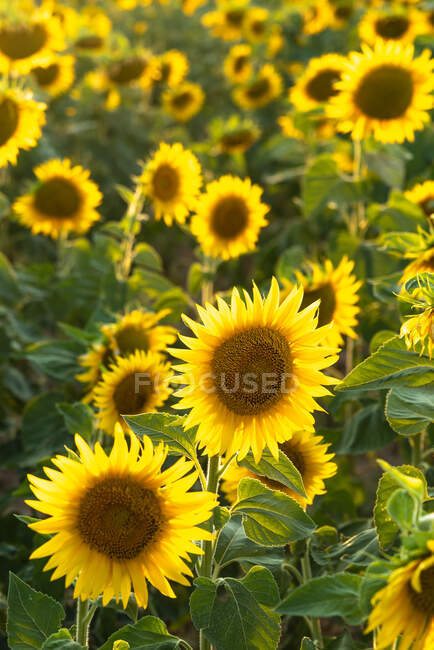 Pintoresco paisaje de extenso campo agrícola con girasoles amarillos florecientes en el campo de verano - foto de stock