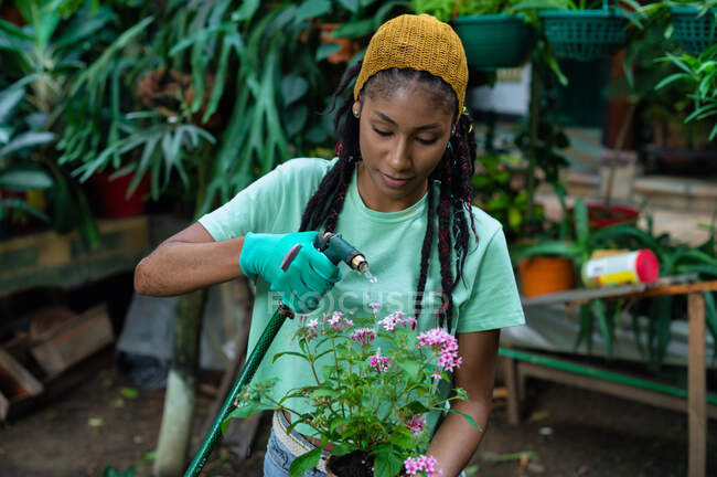 Jardinero femenino afroamericano en guantes regando flor Pentas lanceolata flor en invernadero - foto de stock