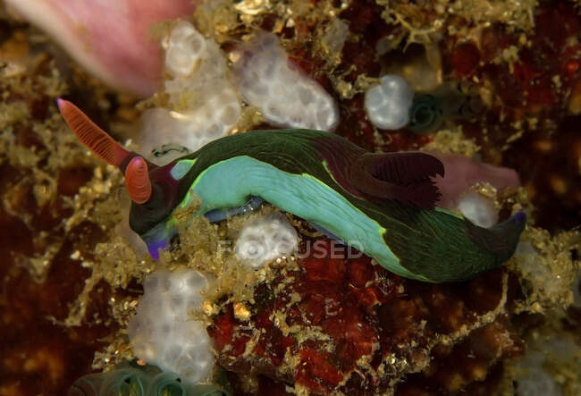 Mollusque nudibranches noir coloré avec des lignes vertes et des rhinophores assis sur le récif corallien au fond de la mer — Photo de stock