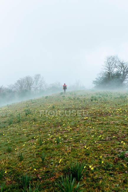 Vista posterior del explorador anónimo con mochila caminando por el prado floreciente en la mañana brumosa - foto de stock