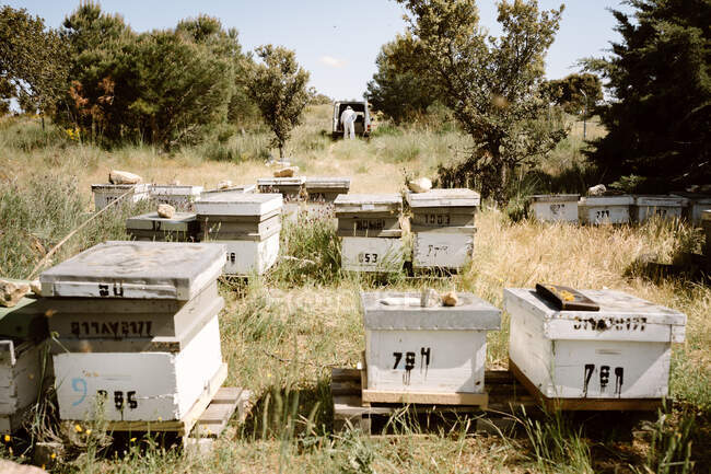 Wooden beehives located on grassy meadow near trees in apiary with distant beekeeper near car in summer day — Stock Photo