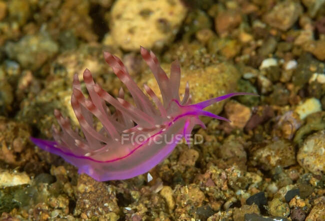 Mollusco nudibranco traslucido rosa chiaro con tentacoli che strisciano sulla barriera corallina in acque marine profonde — Foto stock