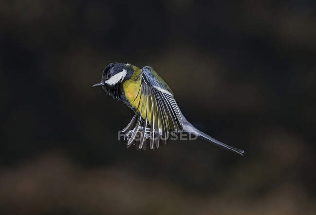 Great tit with spread wings flying over tree in woods — Stockfoto