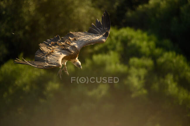 Vue latérale d'un vautour volant près du sol avec les ailes ouvertes — Photo de stock