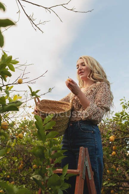 Снизу молодая женщина стоит на лестнице и собирает спелые лимоны в плетеной корзине во время сезона сбора урожая на ферме — стоковое фото
