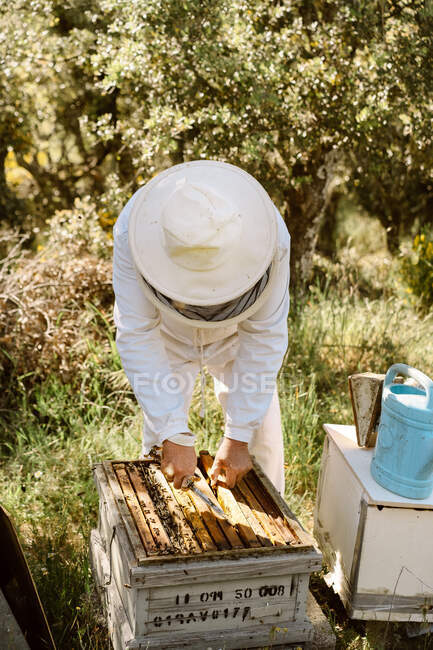 Невпізнаваний бджоляр в захисному одязі оглядає дерев'яних вуликів під час роботи з бджолами в літній день у пасіці — стокове фото