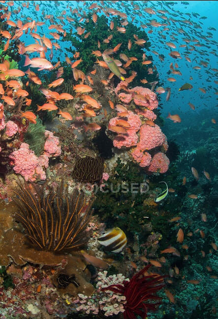 Schwarm kleiner Fische schwimmt unter reinem Meerwasser mit Korallenriffen auf dem Grund — Stockfoto