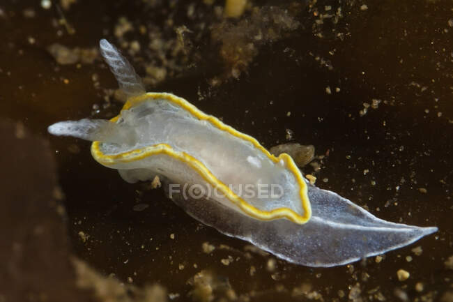 White translucent nudibranch mollusk with rhinophores crawling on deep sea bottom in clean water — Stock Photo
