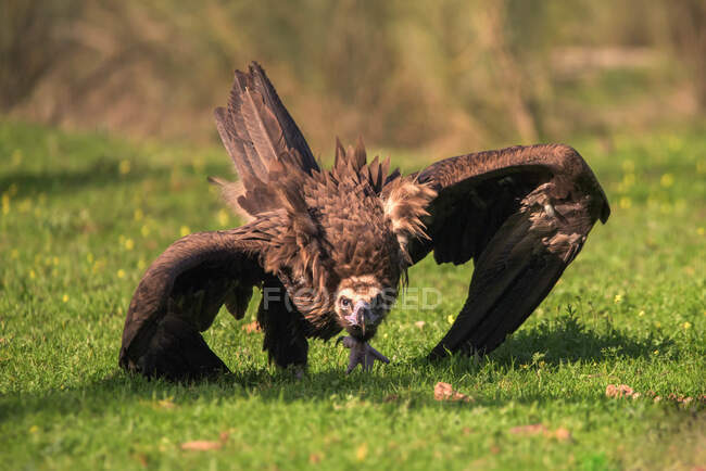 Portrait of a vulture posing at sunset while looking at camera in a blurred background — Stock Photo