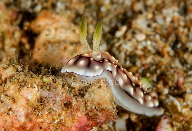 Molusco nudibranquial marrón claro con manchas blancas y rinóforos arrastrándose sobre arrecifes naturales en agua de mar transparente - foto de stock