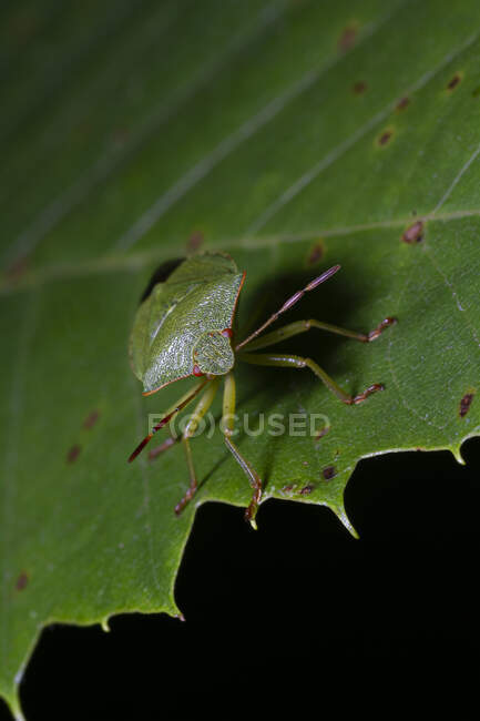 Macro shot of Nezara viridula known as southern green stink bug or southern green shield bug or green vegetable bug crawling on tree leaf in nature — Stock Photo