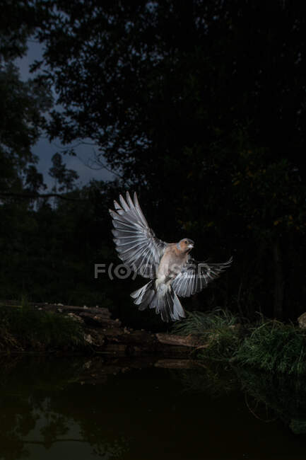 De baixo de pequeno pássaro cinza com asas espalhadas voando sobre galho de árvore em madeiras à noite — Fotografia de Stock