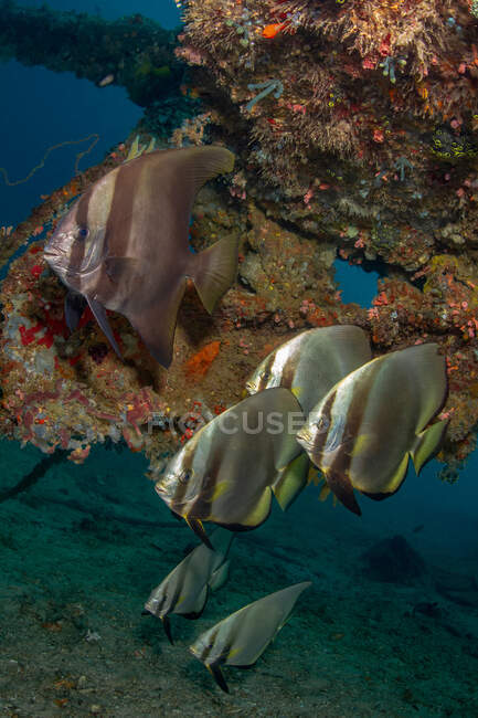 Poissons de taille moyenne avec corps en forme de disque nageant ensemble sous l'aqua de mer pure avec récifs coralliens — Photo de stock