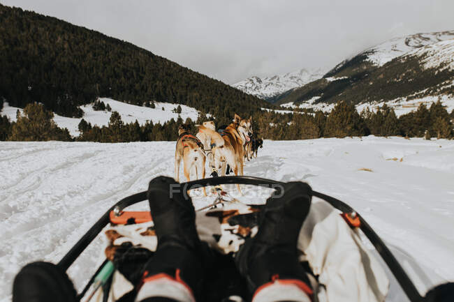 Земляные ноги человека, сидящего на собачьих упряжках возле Хаски-догов между снежным полем и удивительными холмами с лесом — стоковое фото
