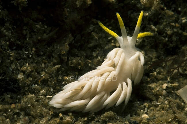 White mollusk with white and yellow tentacles on rough bottom in transparent ocean aqua — Stock Photo