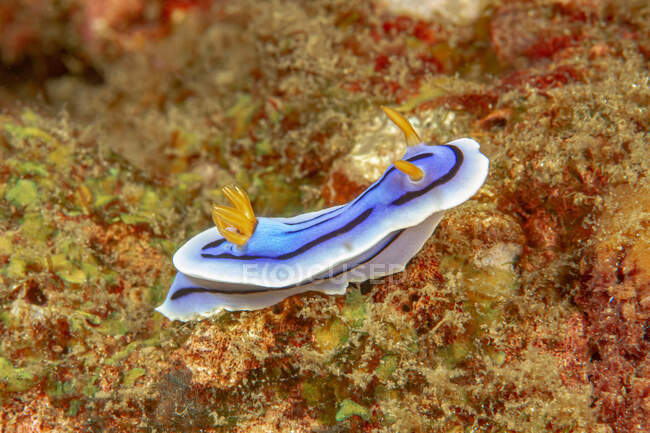 Mollusque nudibranches bleu clair rampant sur un récif corallien rugueux en eau de mer profonde transparente — Photo de stock
