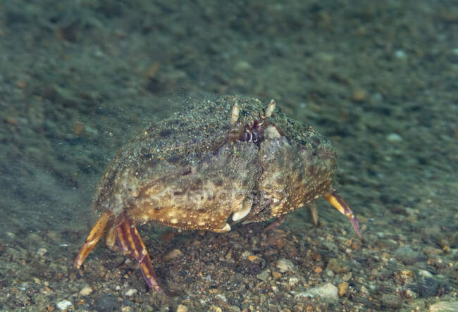Cangrejo de longitud completa arrastrándose sobre fondo de mar pedregoso en aguas limpias y profundas en hábitat natural - foto de stock