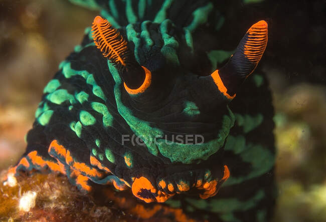 Closeup bright black green and orange nudibranch mollusk crawling on natural reef in sea depth — Stock Photo