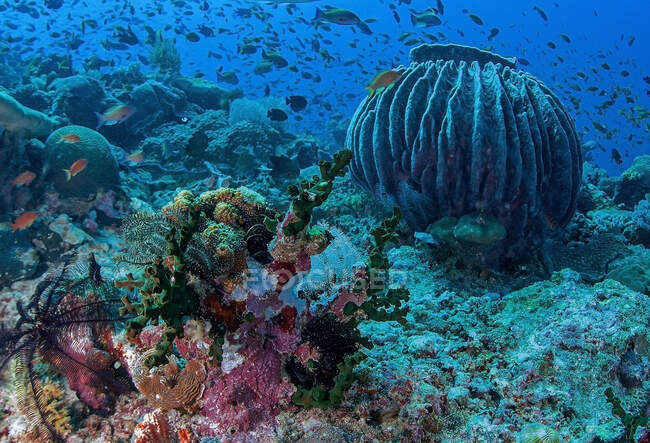 Escola de peixes pequenos nadando sob água pura do oceano com recifes de coral no fundo — Fotografia de Stock