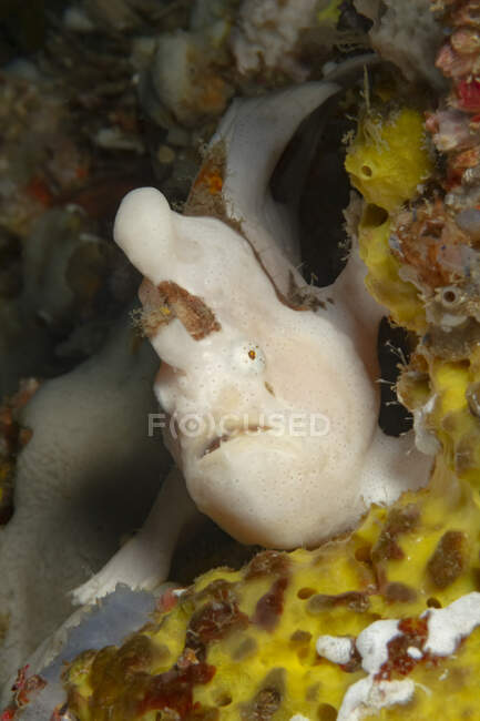 Exotische marine Antennarius multiocellatus oder Longlure Anglerfische versteckt sich zwischen Schwämmen auf dem Meeresgrund — Stockfoto
