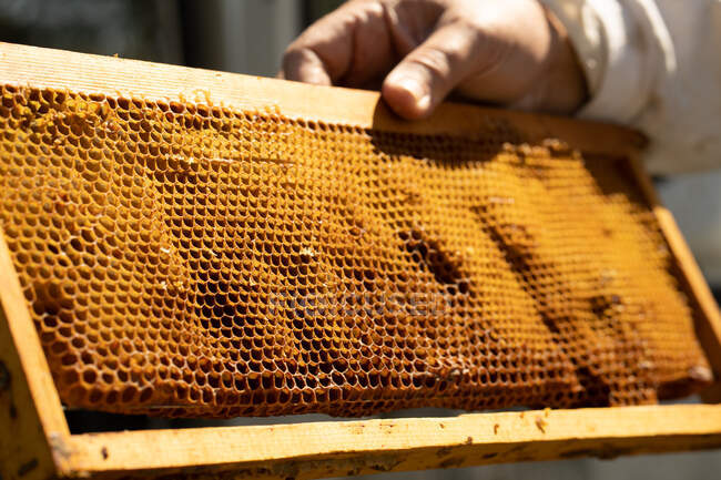 Anonymous person holding wax honeycomb with hexagonal cells for apiary and beekeeping concept background — Stock Photo