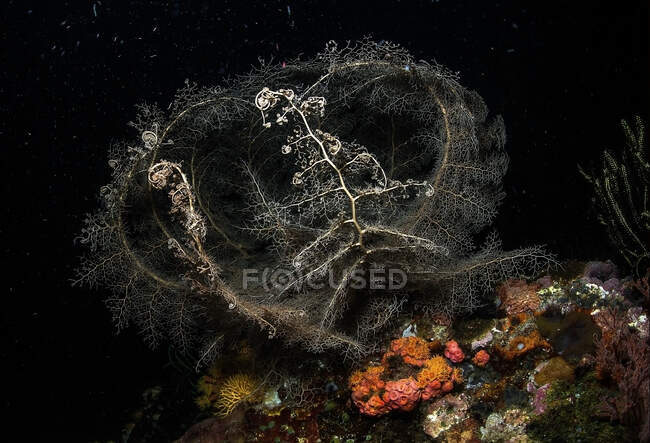 Морські водорості, що ростуть на грубих коралових рифах з поліпами під чистим океанським акваріумом — стокове фото