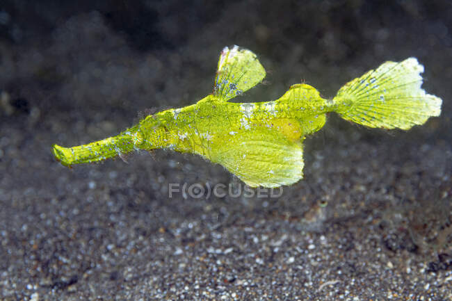 Крупный план тропического моря ярко-зеленый Solenostomus halimeda или Halimeda ghostpipefish плавающих в прозрачной воде над песчаным морским дном — стоковое фото