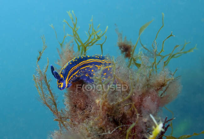 Гастрономічні молюски з щупальцями, які плавають серед морських водоростей у прозорій океанічній воді на синьому фоні — стокове фото