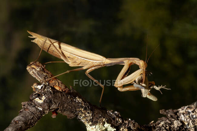 Макросъемка насекомого-богомола, сидящего на сухом листке дерева на размытом фоне природы — стоковое фото