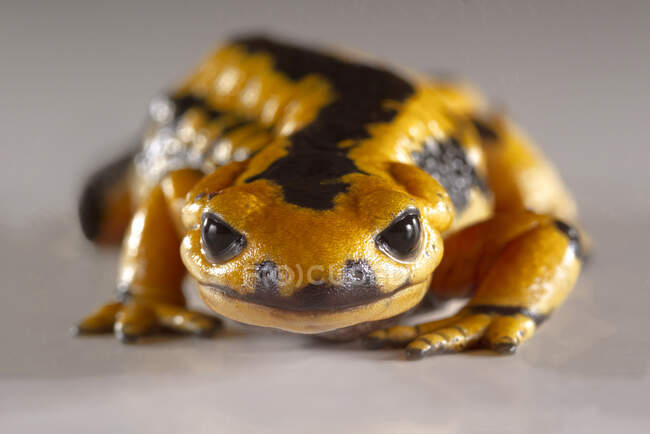 Macro tiro de salamandra salamandra salamandra fogo com manchas amarelas com foco seletivo na cabeça no fundo branco — Fotografia de Stock