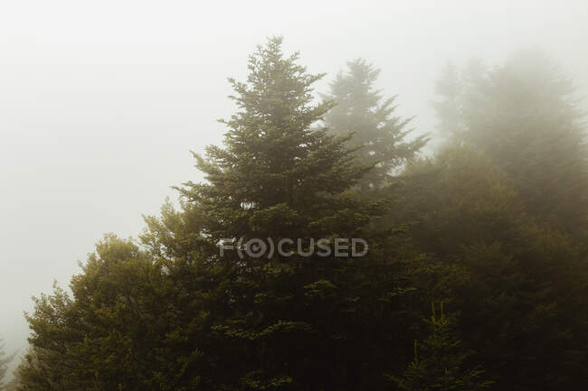Живописный вид на зеленые хвойные деревья, растущие на холме в тумане — стоковое фото