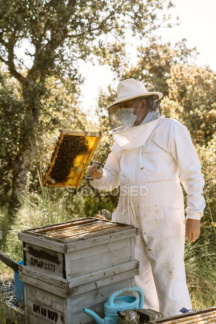 Apicultor masculino en traje protector que examina el panal con abejas mientras trabaja en el colmenar en el día soleado del verano - foto de stock