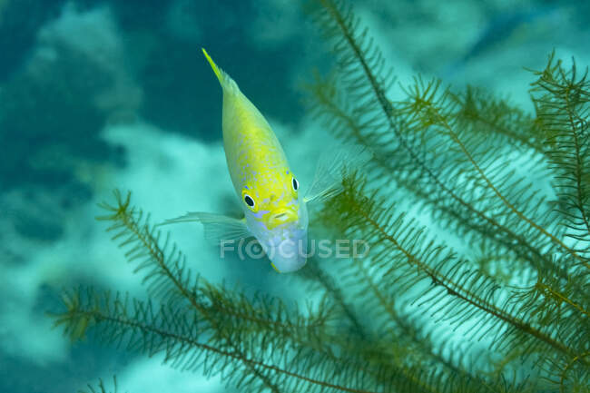 Closeup of tropical marine Amblyglyphidodon aureus or Golden damselfish fish swimming among corals in deep sea water — Stock Photo