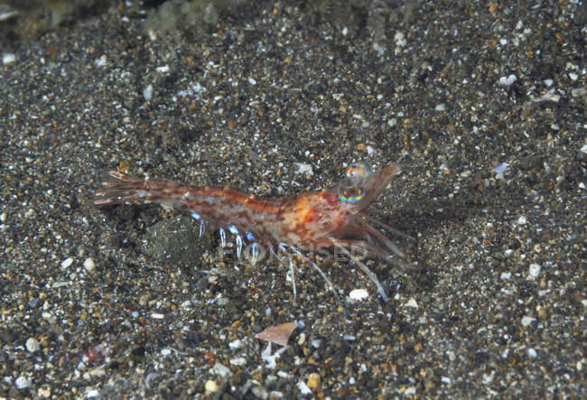 Crevette brune sauvage de pleine longueur rampant sur le fond profond de l'eau dans un habitat naturel — Photo de stock