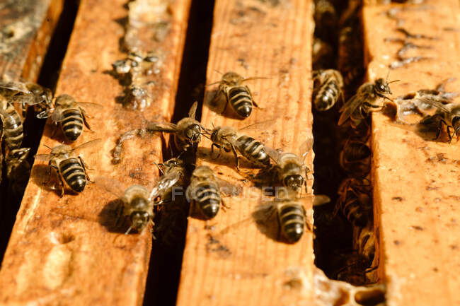 Dall'alto primo piano di molte api che si riuniscono su alveare di legno durante giorno soleggiato in apiario — Foto stock