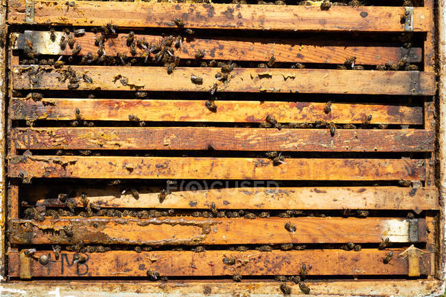 D'en haut gros plan de nombreuses abeilles se rassemblant sur une ruche en bois le jour ensoleillé dans le rucher — Photo de stock
