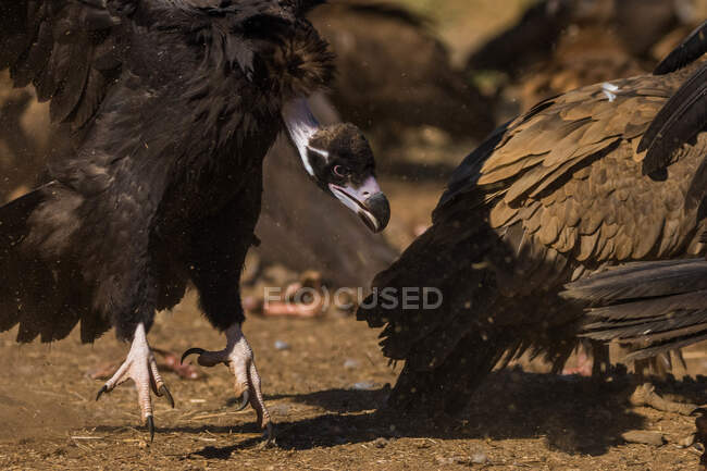 Vista lateral de um abutre entre outros abutres tentando voar — Fotografia de Stock