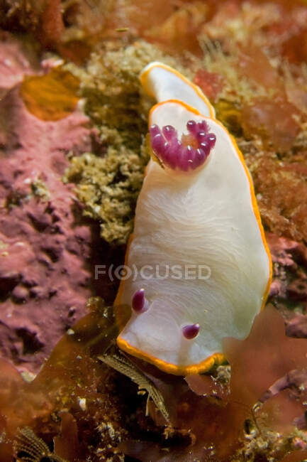 From above white nudibranch with yellow bordering and pink tentacles crawling on sea bottom — Stock Photo
