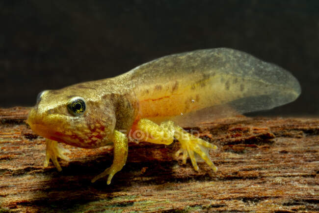 Macro disparo de renacuajo pequeño de rana o sapo es etapa larval en el ciclo de vida del animal anfibio - foto de stock