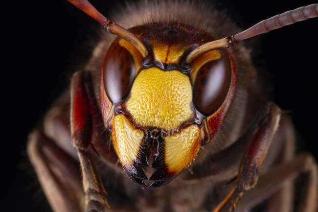 Macro shot of head of European hornet or Vespa crabro insect largest eusocial wasp native to Europe against blurred dark background in nature — Fotografia de Stock